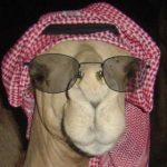 andog
